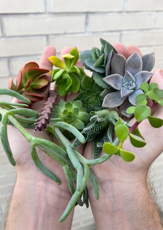 3 Lotes de Suculentas Variadas