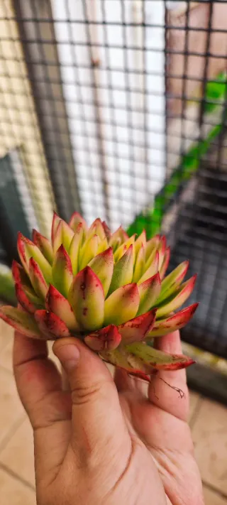 Echeveria Asna Variegata