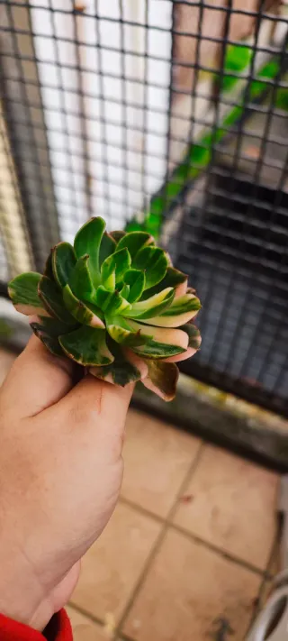 Echeveria Bannuo Variegata Pianta Succulenta