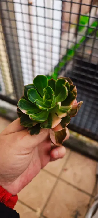 Echeveria Bannuo Variegata Pianta Succulenta