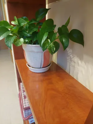 Estantería de madera