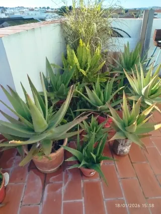 Aloe Vera en Maceta