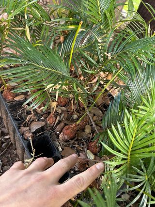Planta Cycas revoluta, 4 años desde semilla