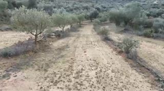 Campo en Riba-roja d’ebre