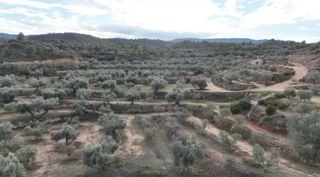 Campo en Riba-roja d’ebre