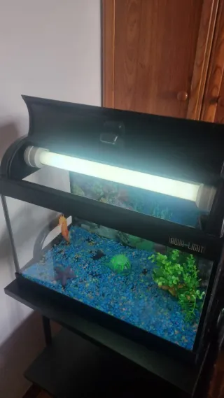 Acuario 60L + Accesorios Accesorios kit de inicia