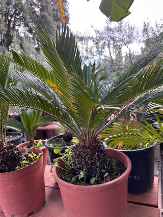 Palmera Cyca revoluta en maceta
