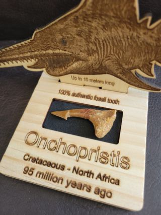 Fósil Onchopristis con expositor