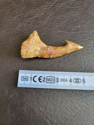 Fósil Onchopristis con expositor