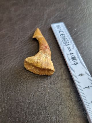 Fósil Onchopristis con expositor