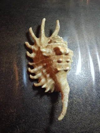 Conchiglia Ragno Millepiedi