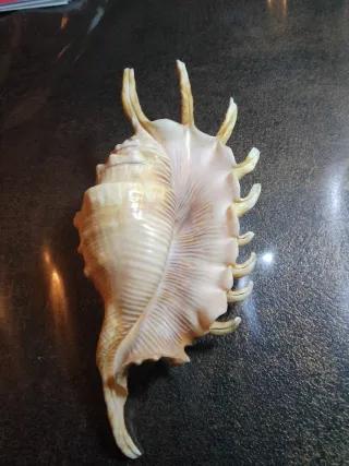 Conchiglia Ragno Millepiedi