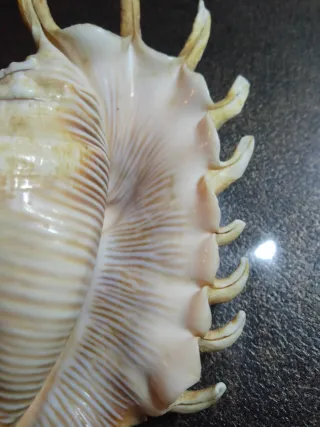 Conchiglia Ragno Millepiedi