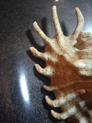 Conchiglia Ragno Millepiedi