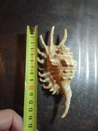 Conchiglia Ragno Millepiedi