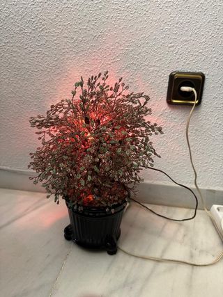 Precioso Bonsái decoratívo con luz.