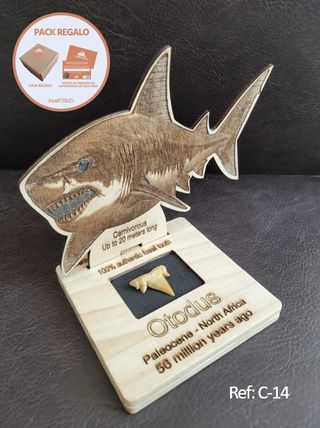 Diente Fósil Otodus C14 con Expositor