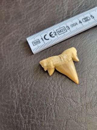 Diente Fósil Otodus C14 con Expositor