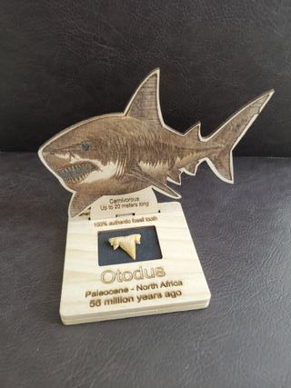 Diente Fósil Otodus C14 con Expositor