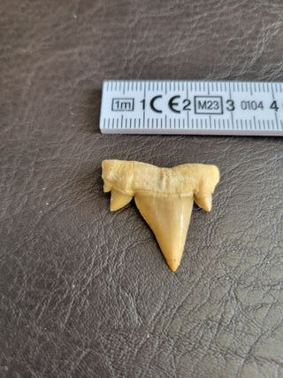 Diente Fósil Otodus C14 con Expositor