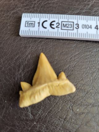 Diente Fósil Otodus C14 con Expositor