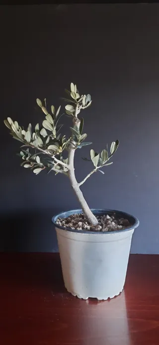 Prebonsai Olivo