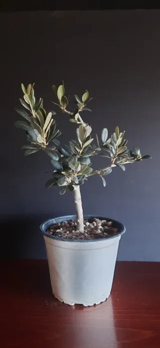Prebonsai Olivo