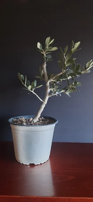 Prebonsai Olivo