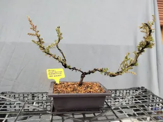 Bonsái Junípero Communis Enebro Común