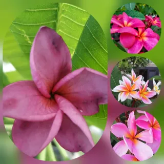 TALEE di Plumeria