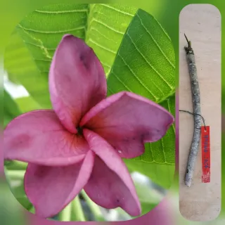 TALEE di Plumeria