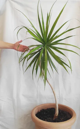 Planta natural grande Dracaena Marignata.
