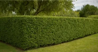 Poda de setos y desbroces