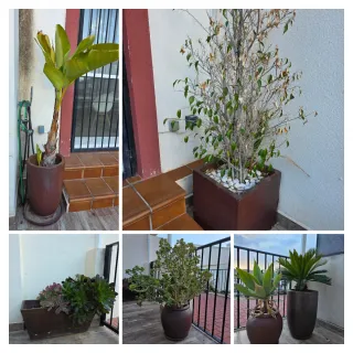 Conjunto completo maceteros y plantas.