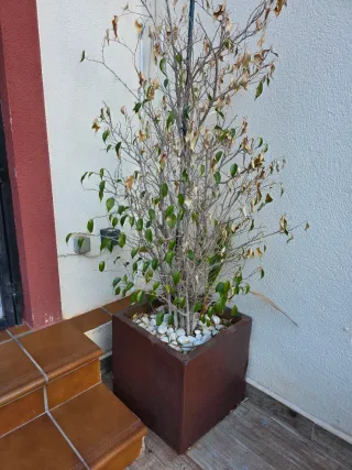 Conjunto completo maceteros y plantas.