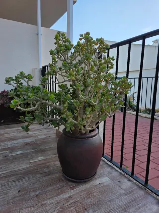 Conjunto completo maceteros y plantas.