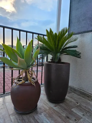 Conjunto completo maceteros y plantas.