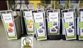 Plantas de frutos del bosque Arándanos, frambuesa