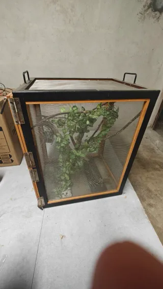 Terrario per camaleonti