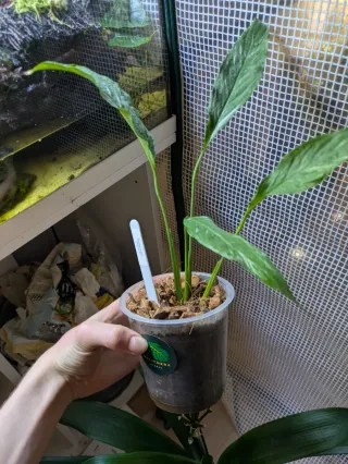 Spathiphyllum 'Diamond' Variegata