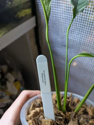 Spathiphyllum 'Diamond' Variegata