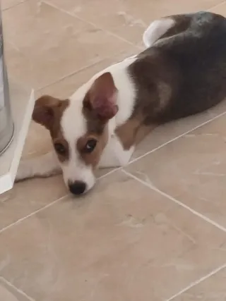 Paseador de perros en Móstoles centro y sur.