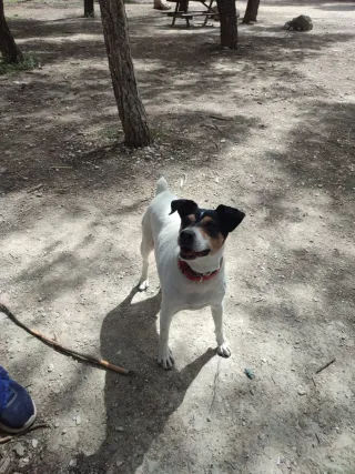 Paseador de perros en Móstoles centro y sur.