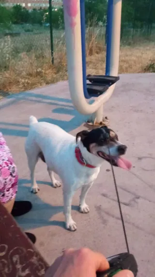 Paseador de perros en Móstoles centro y sur.