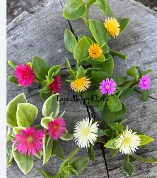 Box con Talee Aptenia . Colori misti