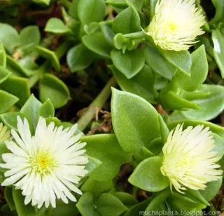 Box con Talee Aptenia . Colori misti