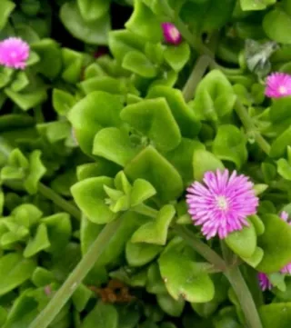 Box con Talee Aptenia . Colori misti