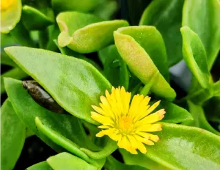 Box con Talee Aptenia . Colori misti