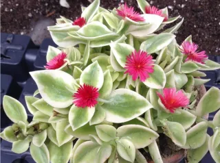 Box con Talee Aptenia . Colori misti