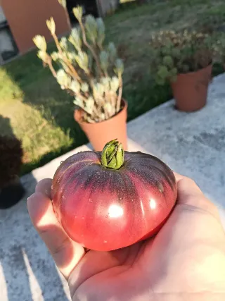 20 Semillas Tomate Azul de Santiago